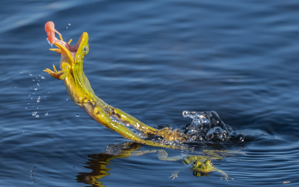 FroschSprung.jpg
