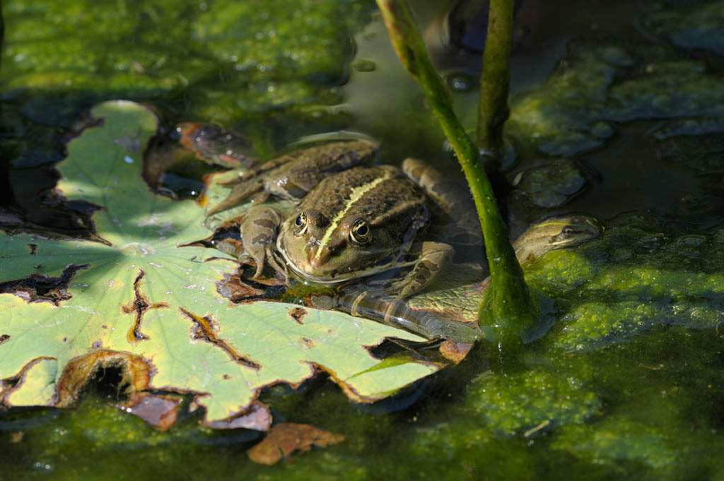 Froschwelten