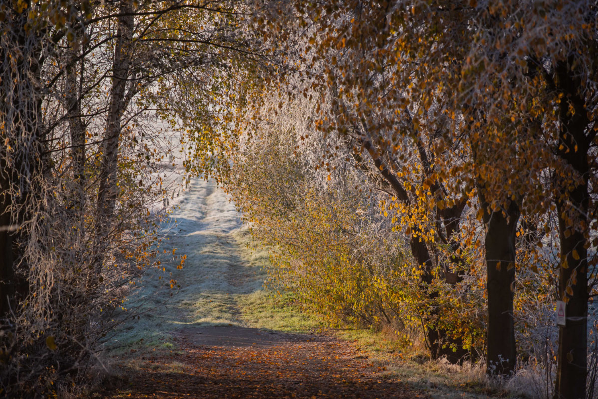 Frost in den Seewiesen 1.jpg