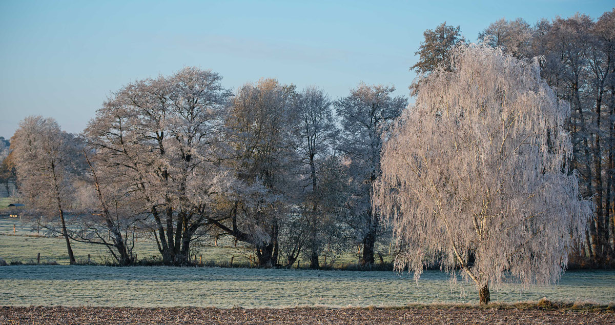 Frost in den Seewiesen 2.jpg