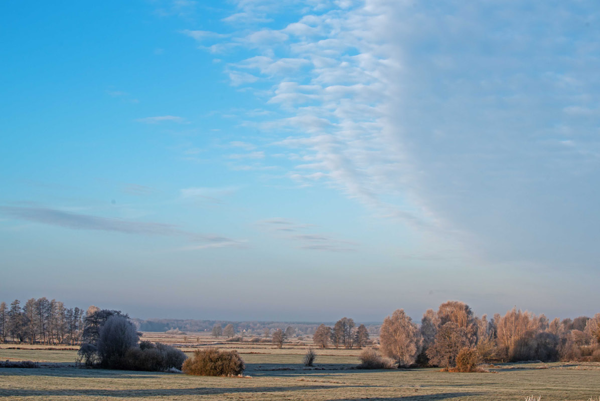 Frost in den Seewiesen 3.jpg