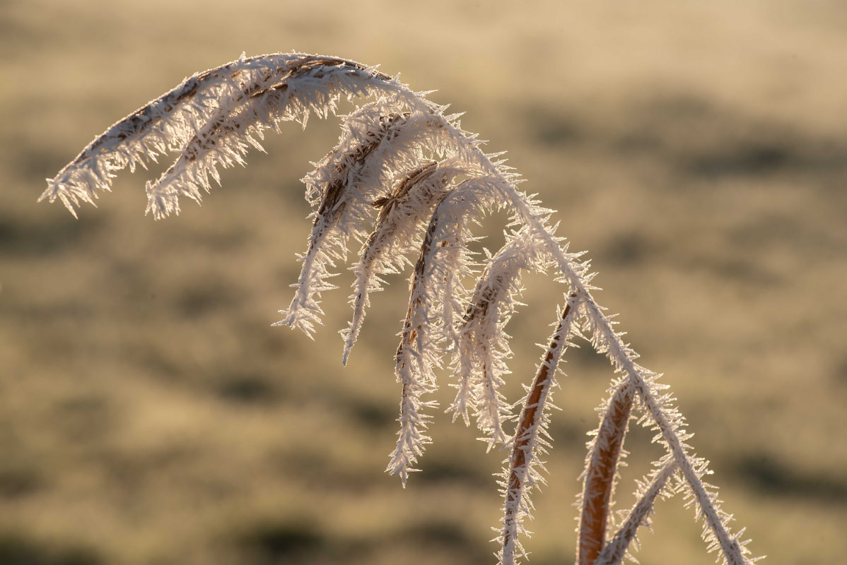 Frost in den Seewiesen 4.jpg