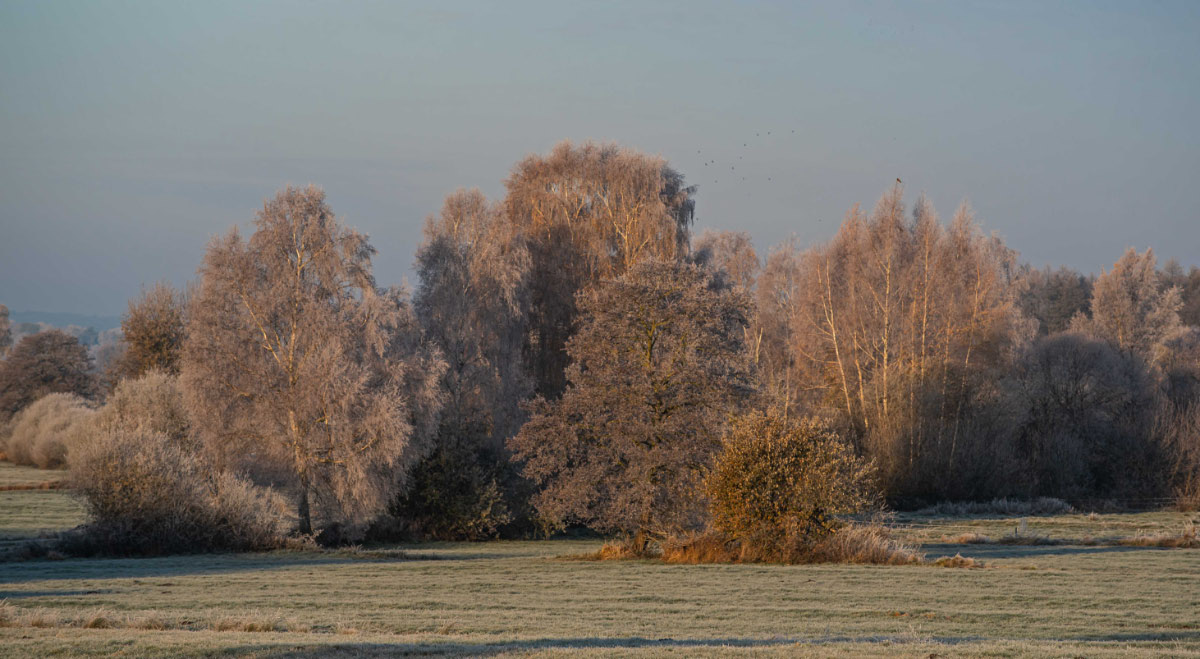 Frost in den Seewiesen 5.jpg