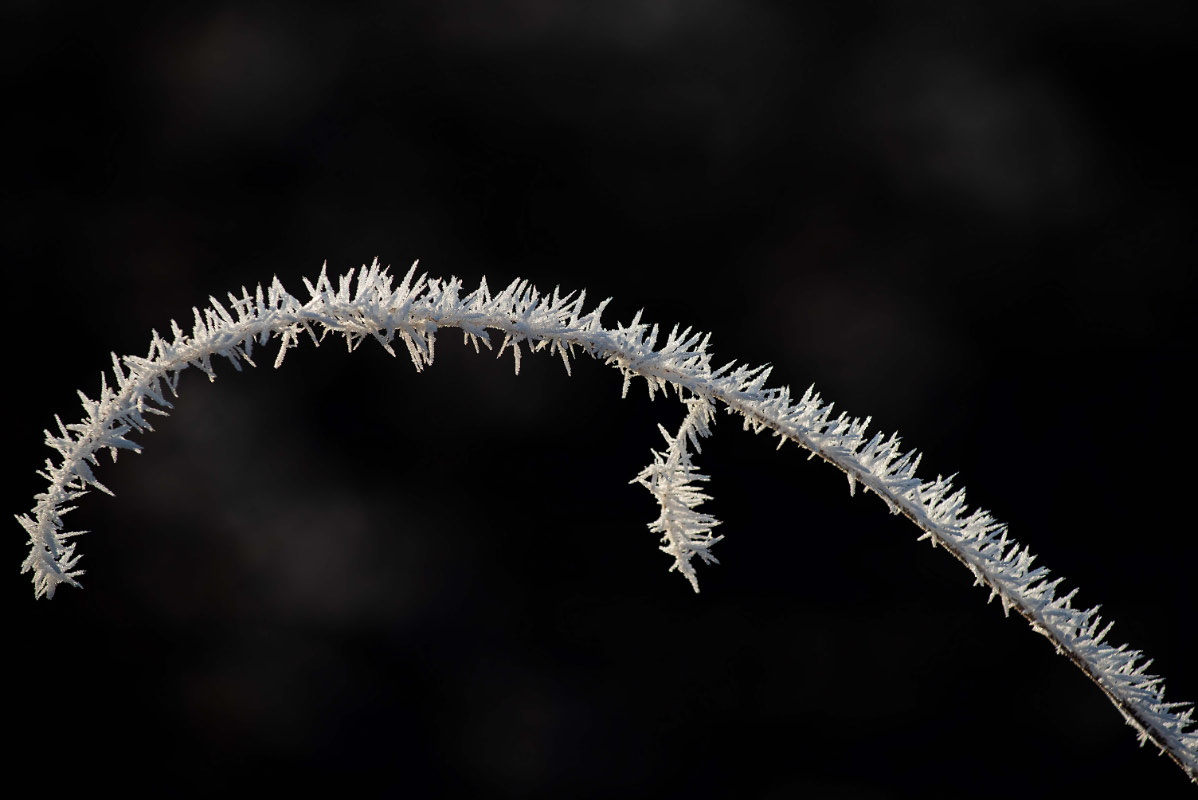 Frost in den Seewiesen 6.jpg