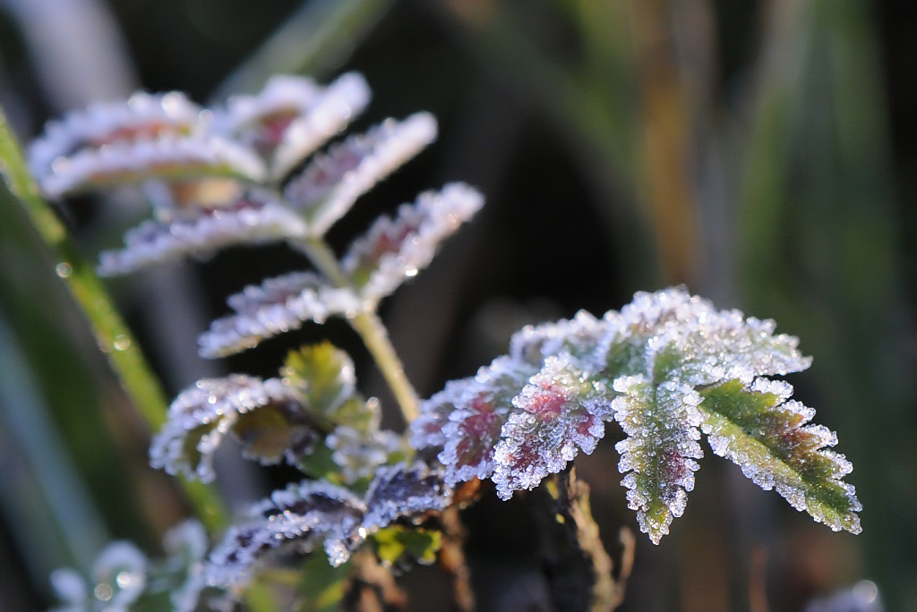 Frost3