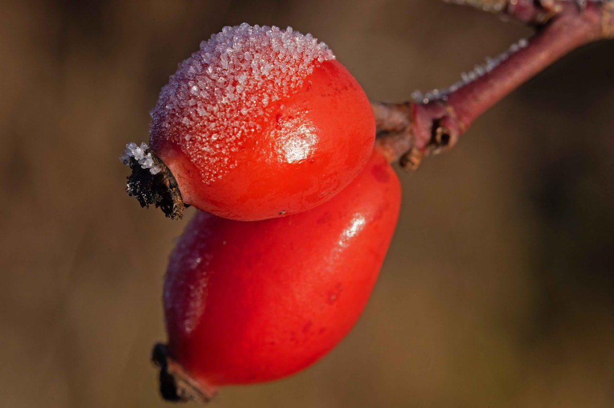 Frostbutten.jpg