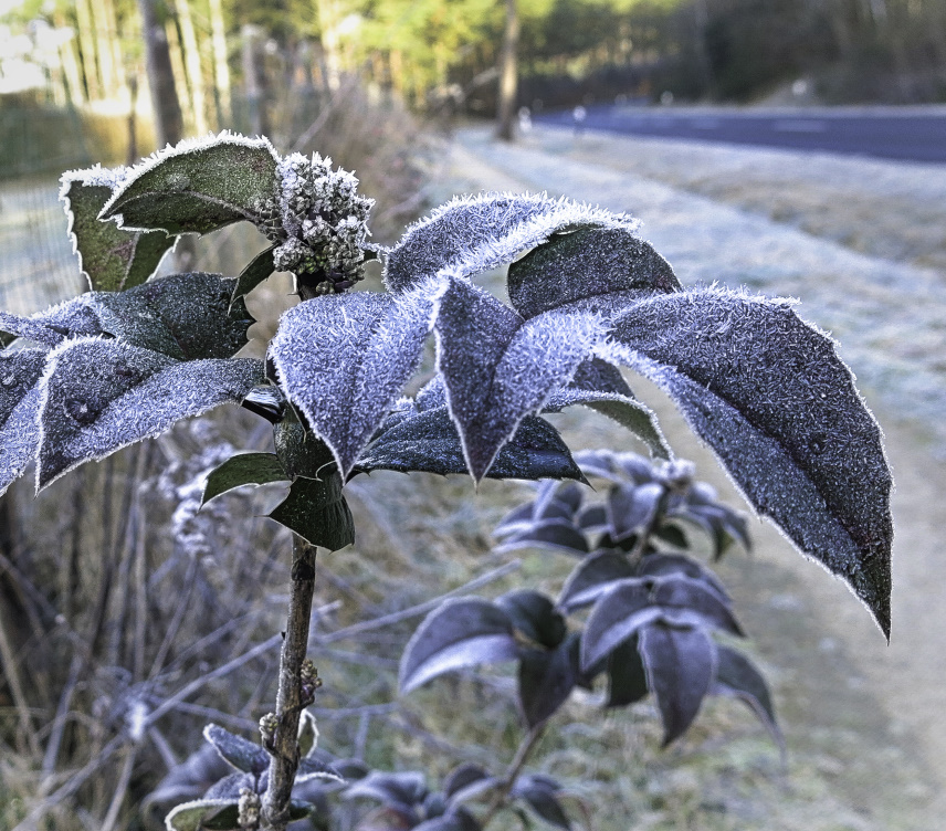 Frostiger Morgen.jpg
