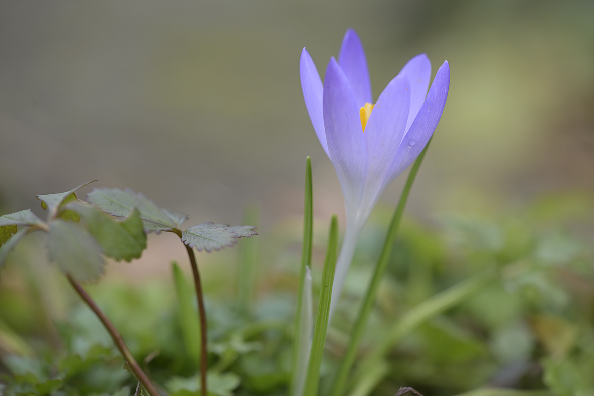 Frühblüher_Krokus_Z810541_20x13.jpg