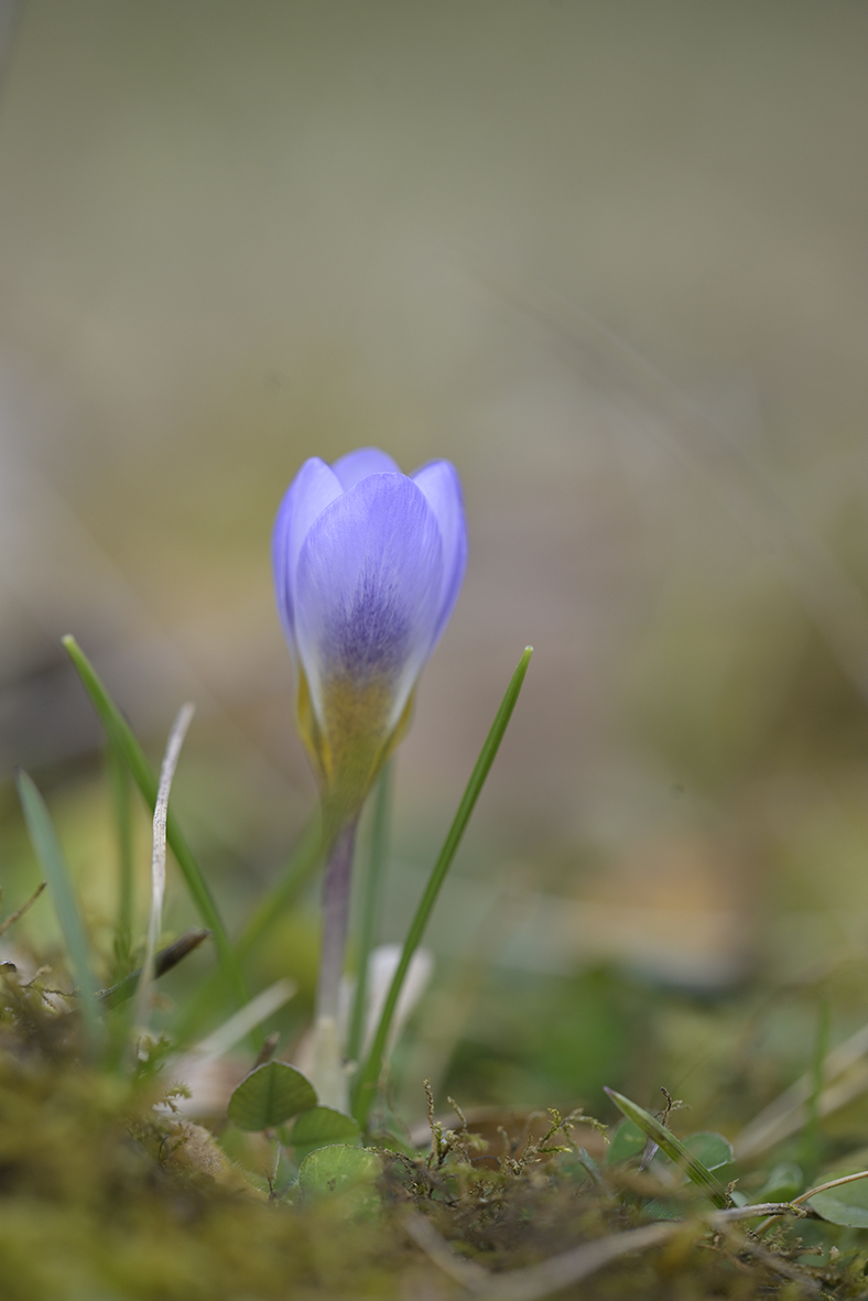 Frühblüher_Krokus_Z810549_13x20.jpg