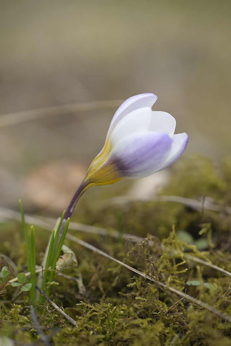 Frühblüher_Krokus_Z810550_13x20.jpg