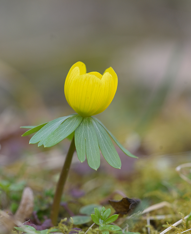 Frühblüher_Winterling_Z810545_11x13.jpg