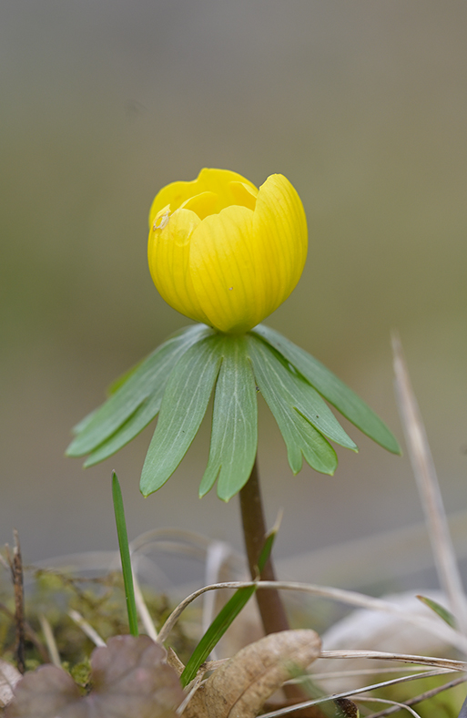 Frühblüher_Winterling_Z810546_8x13.jpg