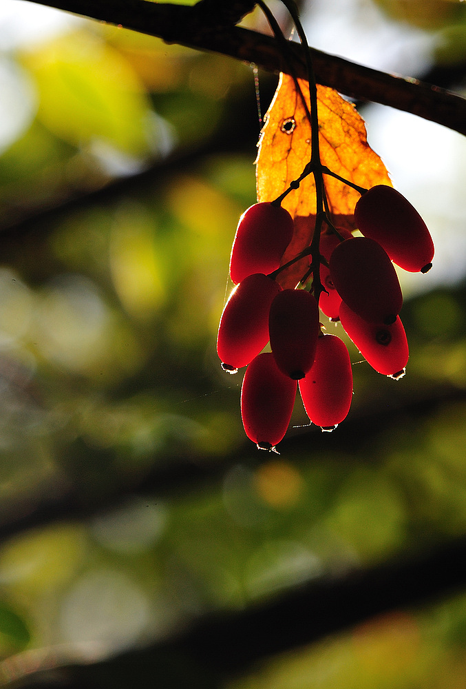 frucht