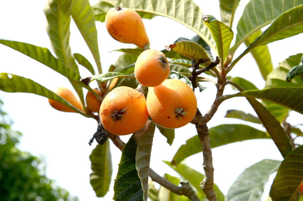 frucht2ff