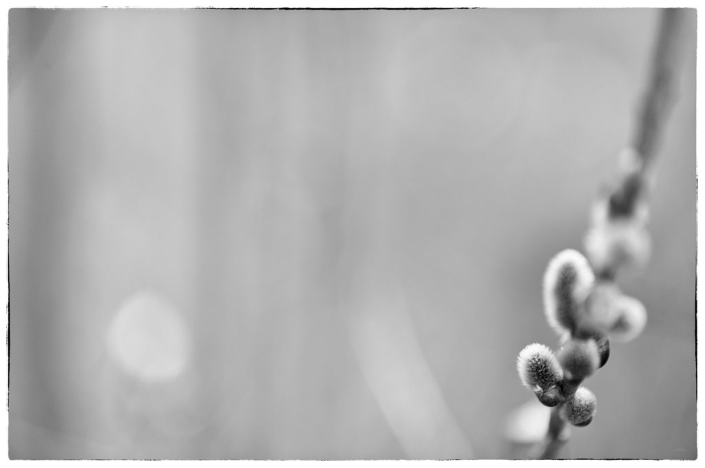 FruDSC 8698