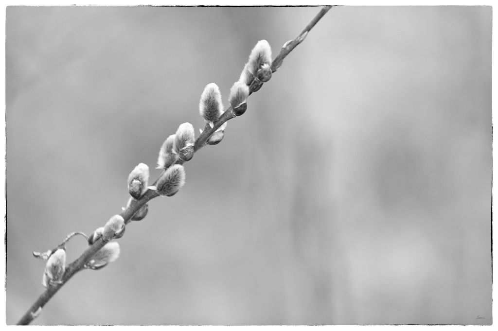 FruDSC 8700