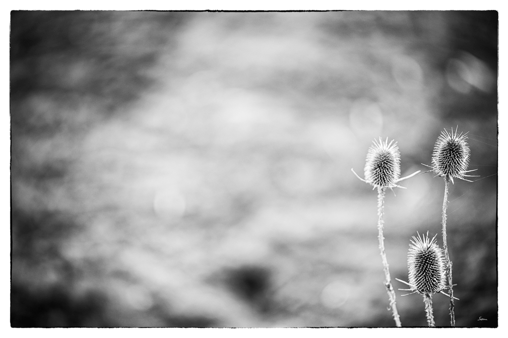 FruDSC 8705