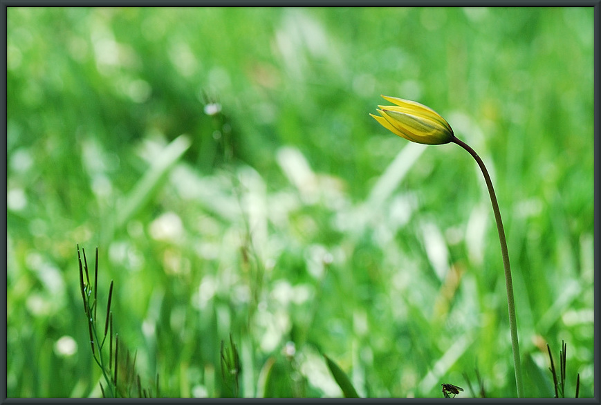 fruehling1