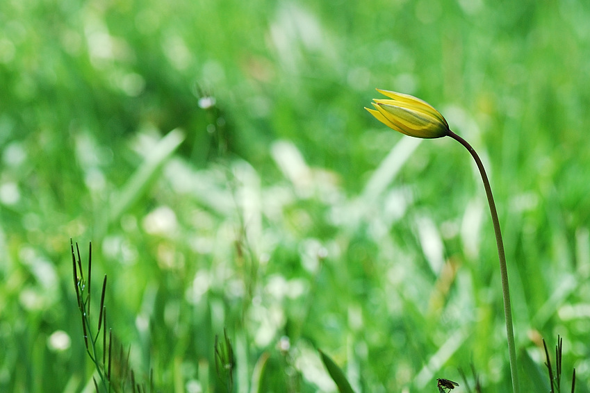 fruehling2