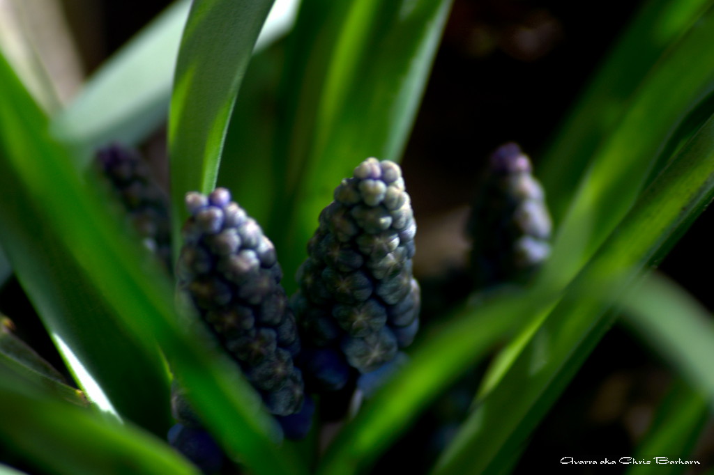 frueling