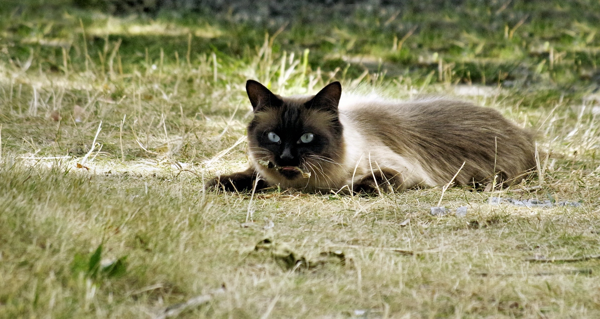 Frustbiss ins Gras, keine Maus zu kriegen gewesen..jpg