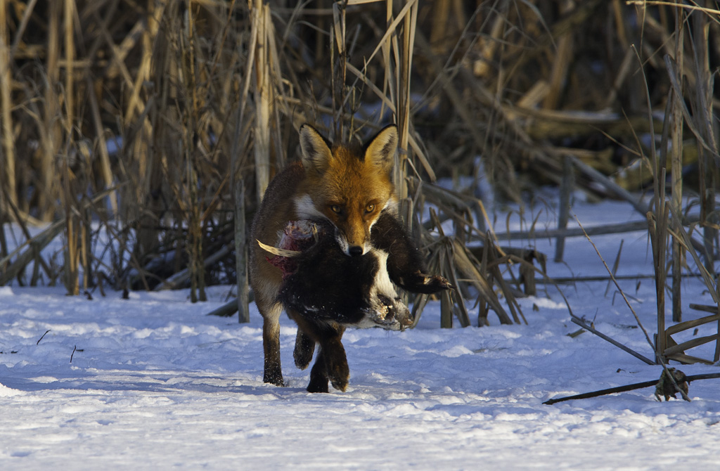 fuchs 01