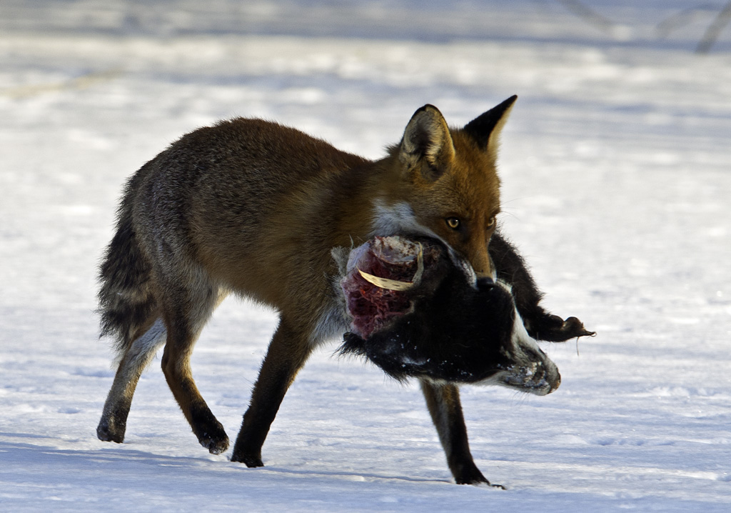 fuchs 02
