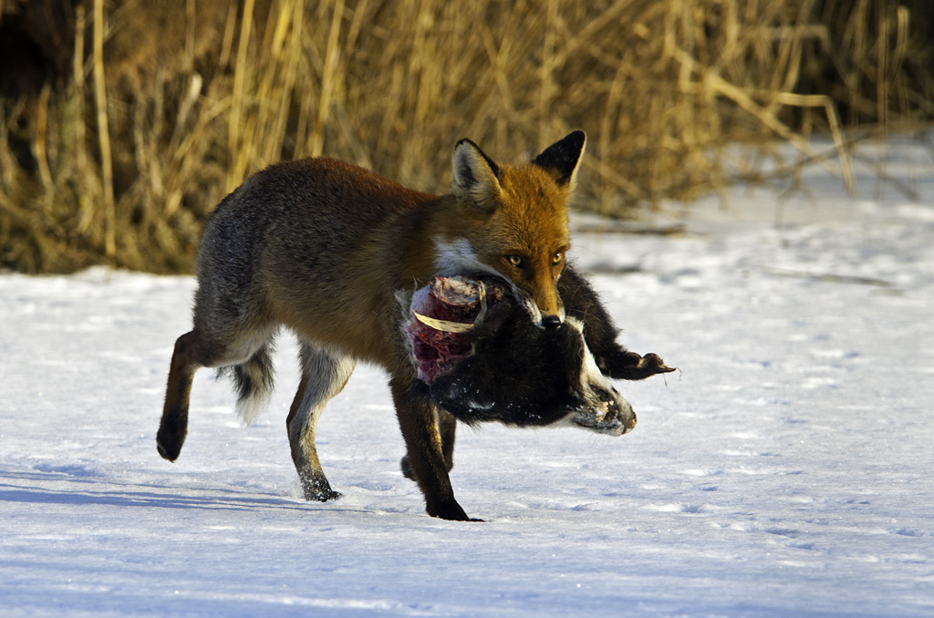 fuchs 03