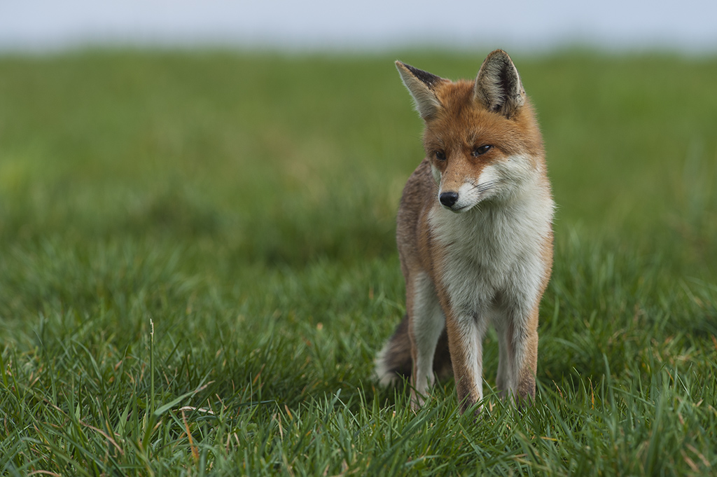 fuchs 04