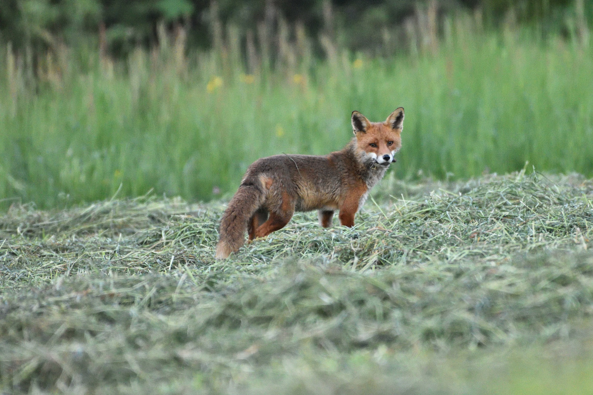 Fuchs 052016