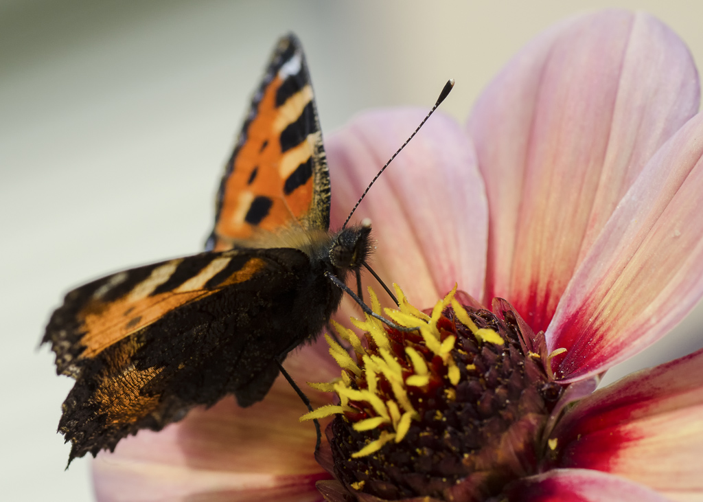 Fuchs 1