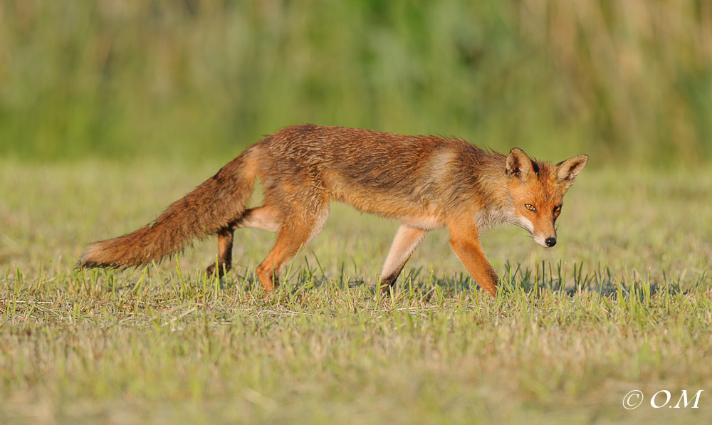 Fuchs 1111