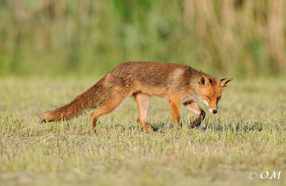 Fuchs 1112