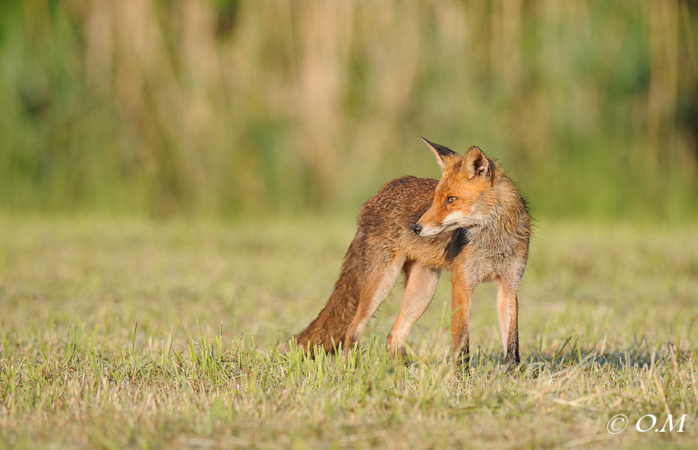 Fuchs 1113