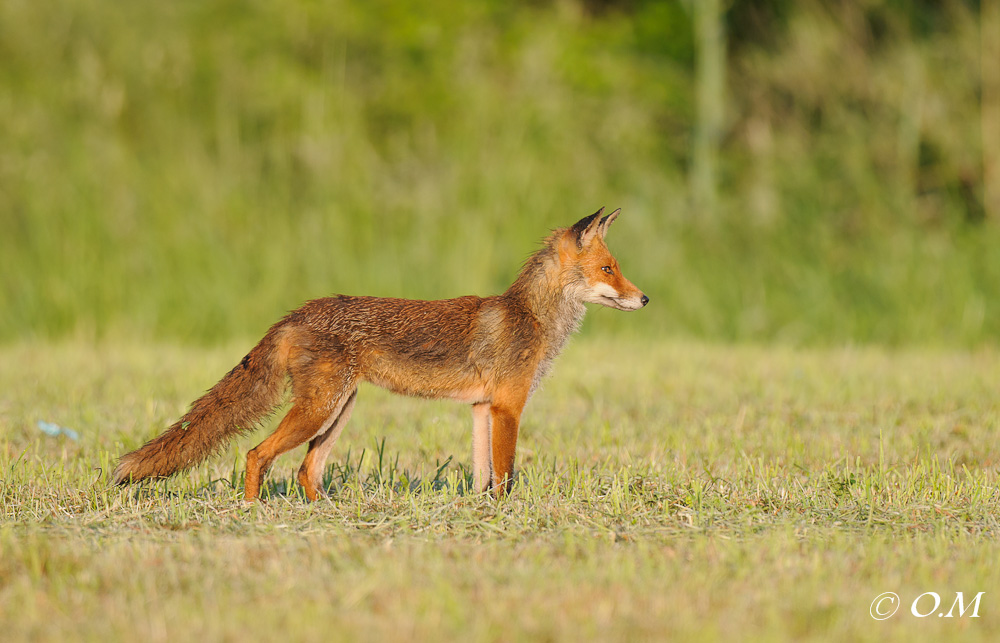 Fuchs 1116