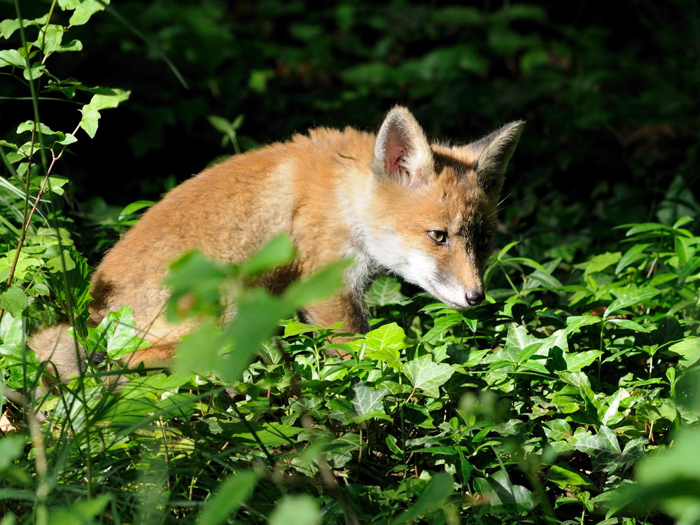 Fuchs 2
