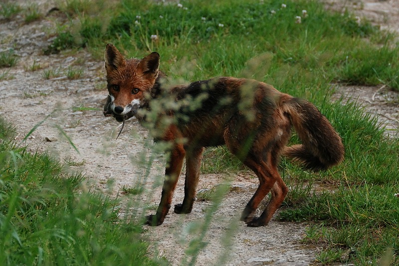 Fuchs beim morgendlichen Beutezug