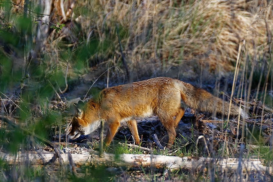 Fuchs I