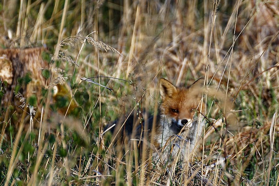 Fuchs II