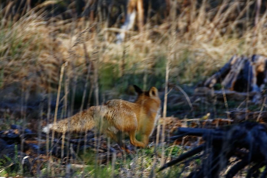Fuchs III