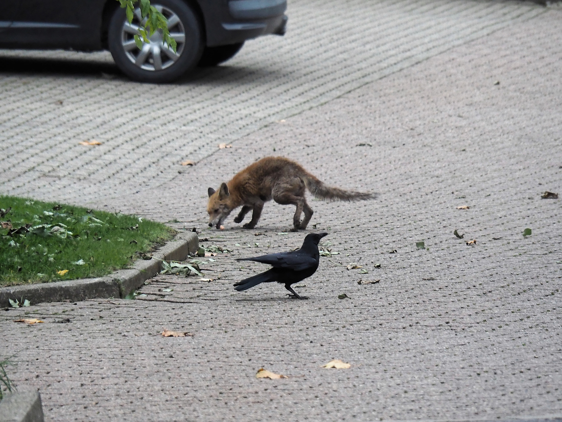 Fuchs.jpg
