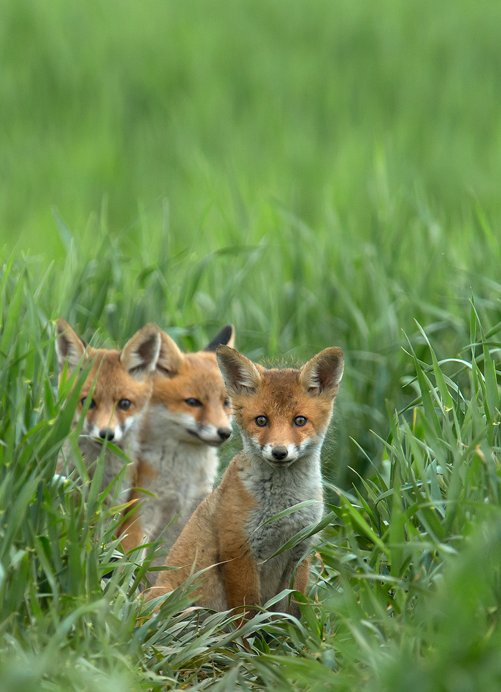 Fuchs Welpe
