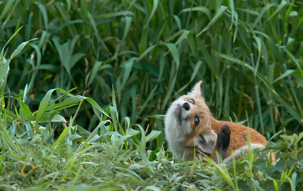 Fuchs Welpe