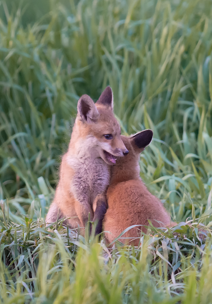 Fuchs Welpe