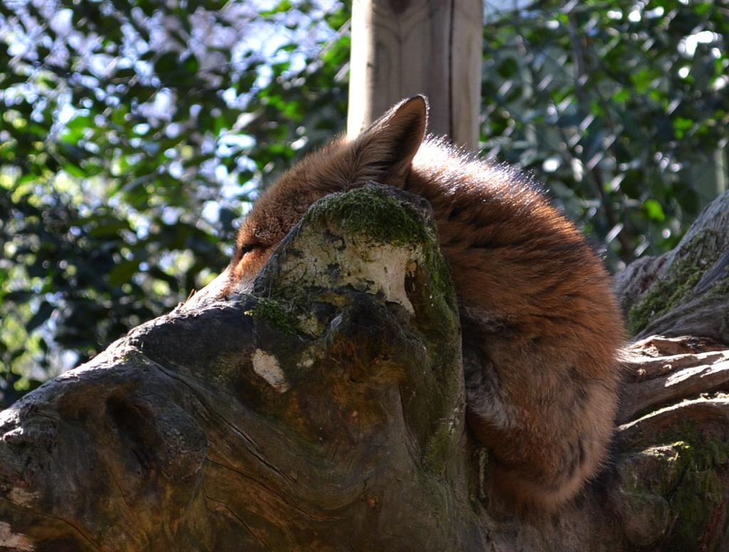 Fuchs