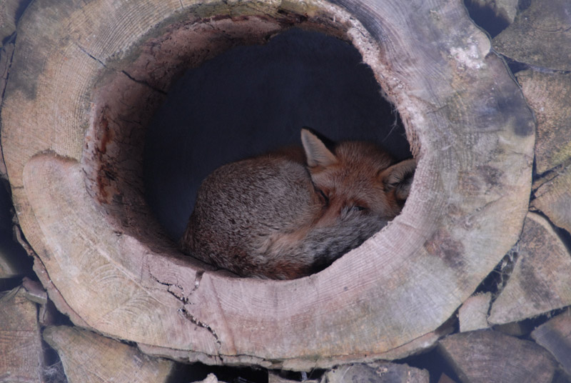 Fuchs