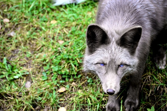 Fuchs