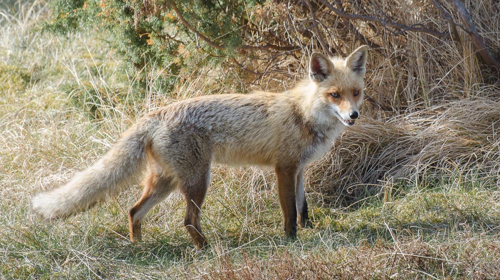 Fuchs