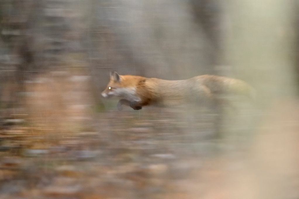 Fuchs