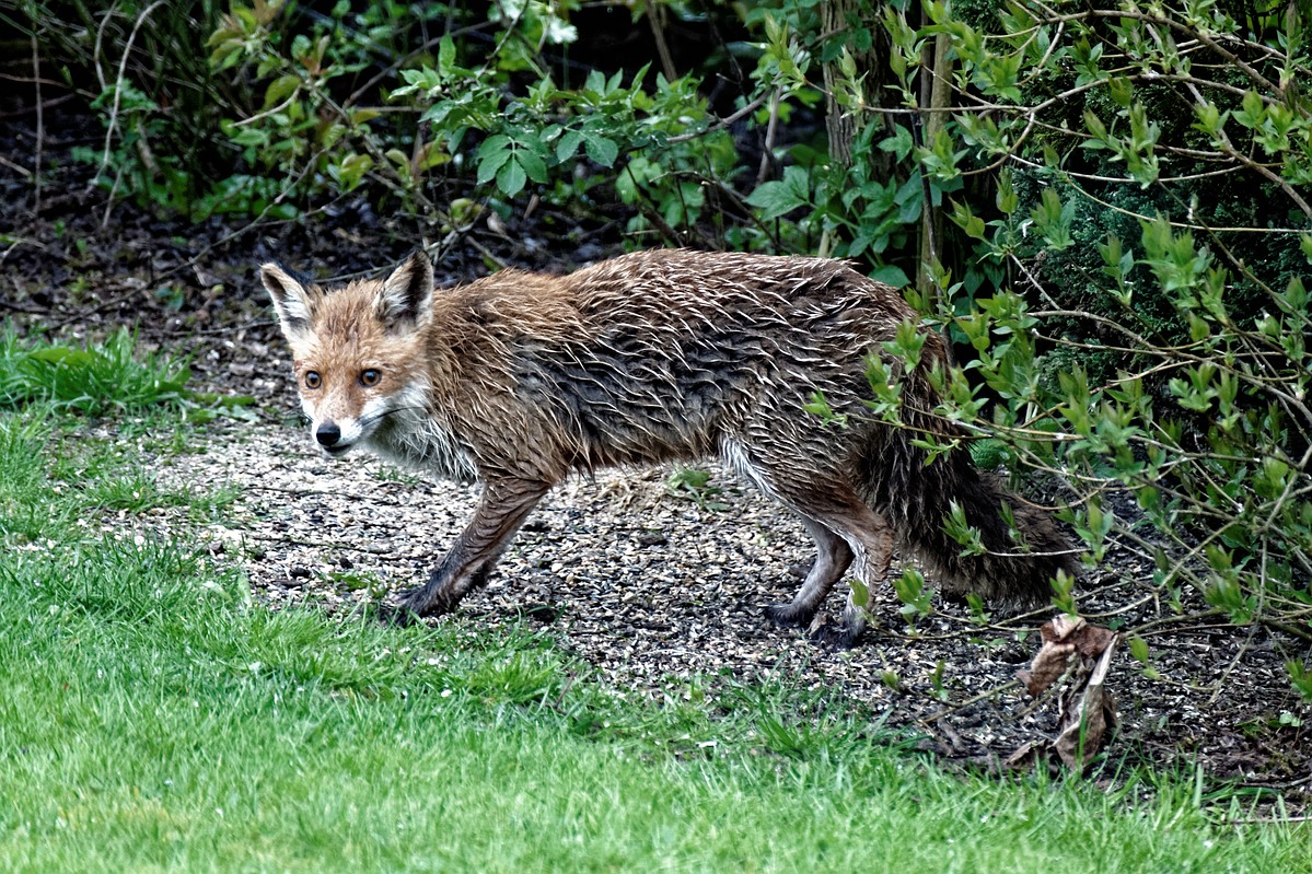 Fuchs